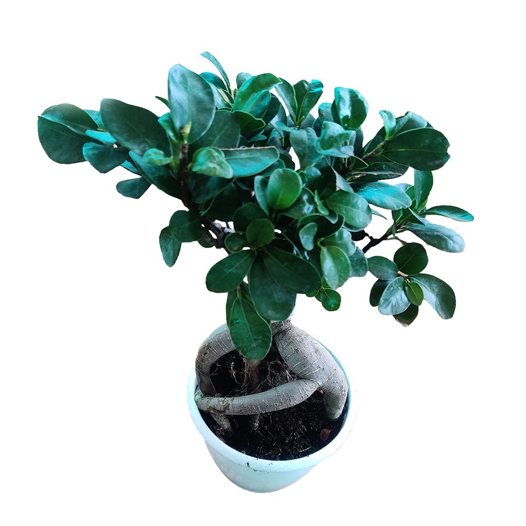 Ficus Retusa Bonsai